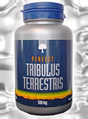 تریبولوس ترستریس.