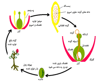 Image result for ‫تولید مثل گیاهان گلدار‬‎